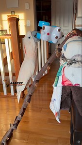 118K views · 8.3K reactions | Cute little doggie car that’s been around for a few years. Barney loves pushing buttons  #barneythewestcoastcockatoo | Barney the West Coast Cockatoo | Facebook