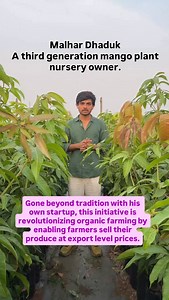 2.5K views · 111 reactions | Call 9601182335. #mangofarming #organicfarming #indianfarmers #farming #apeda #icar #shreeharinurseryareth #mangoplant #gogreen | Shree Hari Nursery | Facebook