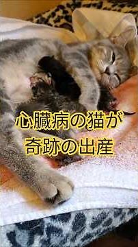 心臓病の猫が命がけの出産✨️感動の子猫誕生に涙💧#猫出産 #ねこ #猫多頭飼い
