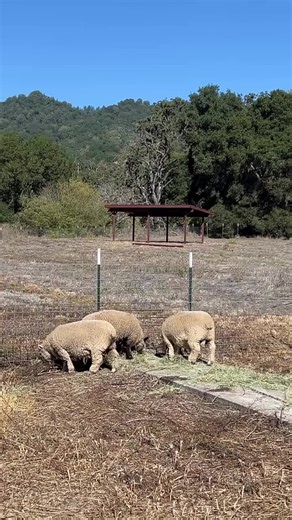 🏡🛻🐐🐑Yippee! We transported all of our sheep and goats to our new property! They are all settling into their temporary paddock and they love their beautiful new Tuff Shed “barn houses.” Thank you @tuff