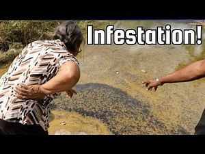 The Tadpole Mystery in Jamaica After Hurricane Melissa: Full Explanation!