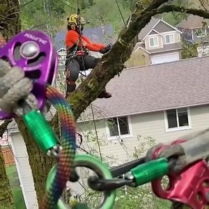 1.1K views · 11 reactions | #Repost from @olympia_tree_care . @baileysonline #arborist #treecareindustry #arborist #treeservices #treeservicecompany #arboristsofinstagram #arboristgear | Bailey's Outdoor Power Equipment | Facebook