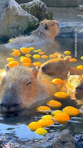 Most beautiful places in Japan 🇯🇵🤯 #travel #adventure #explore #nature #japan | TripInspo