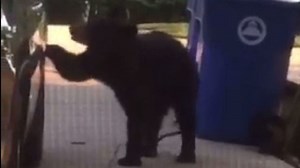 Video: Bear opens door to woman's car and gets inside