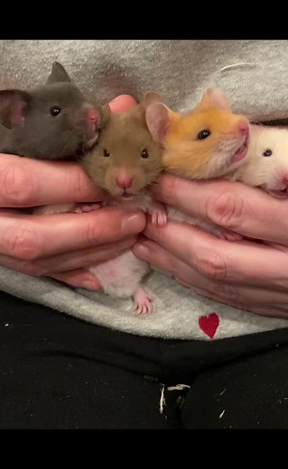 Colorful Syrian Hamster Pups Weaned from Mom at 4 Weeks!