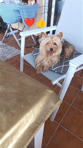 En mi casa comemos huevos y lechuga 🥬😸 #youtubeshorts #comida #love #amor