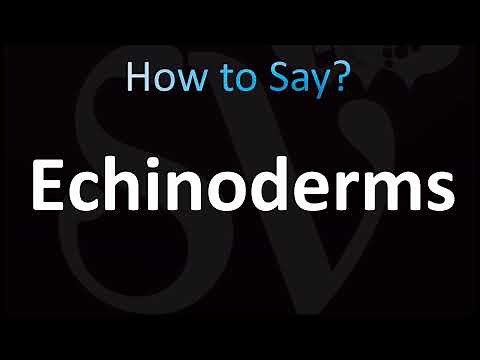 How to Pronounce Echinoderms (CORRECTLY!)