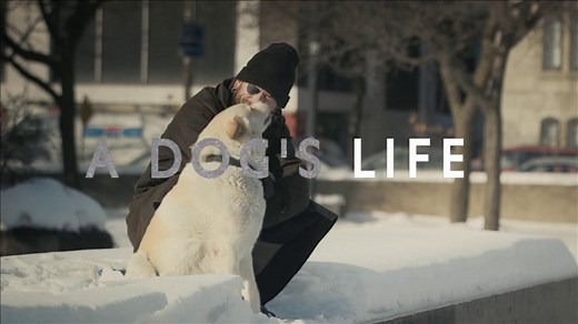 TRAILER for A DOG'S LIFE