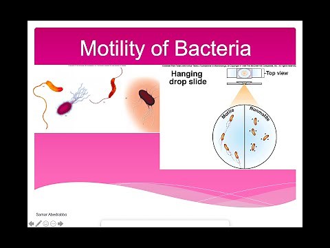 Motility of Bacteria Lab (Hanging Drop Slide)