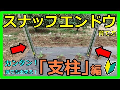 【スナップエンドウの育て方】初心者でも大丈夫！畑に支柱を立てるやり方を専門用語を使用せず簡単に分かりやすく解説【基本は100円ショップの道具しか使いません。コスパ〇】