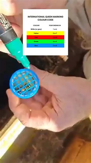 Ever wonder why queen bees are marked with different colours? It’s not just for looks — beekeepers use an international colour code to track the queen’s age. For example, queens marked in blue were introduced in 2025. This simple system helps manage hive health and productivity year over year. Mastering tools like this is key to successful beekeeping. 👉 Ready to move beyond the basics? Join our Intermediate Beekeeping Course and learn how to confidently manage queens, boost colony health, and i