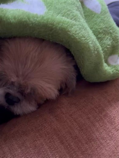 Save Me Rescue on Reels