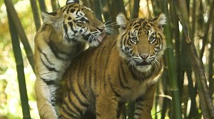 52K views · 2.6K reactions | The famous tiger twosome, Moka & Rakan, steal the show at the San Diego Zoo Safari Park.  | San Diego Zoo | Facebook