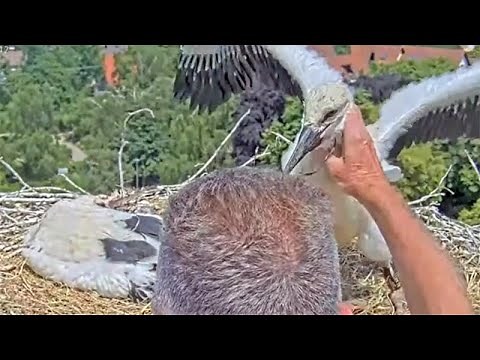 Rescue operation in stork nest: young stork almost strangled! Kirchzarten (Germany)