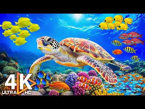 Under The Sea 4K - Beautiful Coral Reefs, Sea Animals & Relaxing Music #18