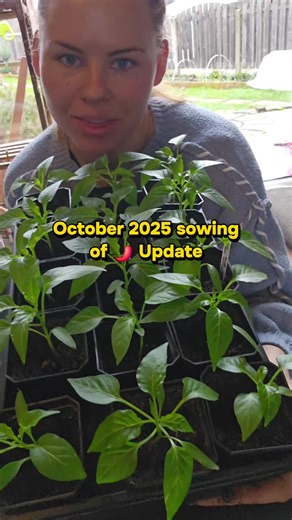 Chilli Growing Guide: Tips for Winter Success