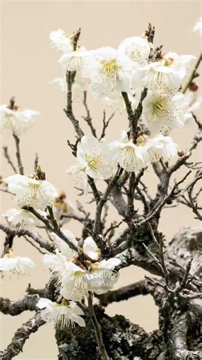 Title: Blossoms vs. Snow: Spring's Unlikely Showdown