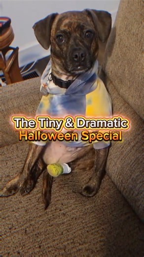 142K views · 9.6K reactions | The Tiny & Dramatic: Halloween Special #dogreels #dramatic #dog #series #halloweenspecial | Frankie, Gus & Lucy | Facebook