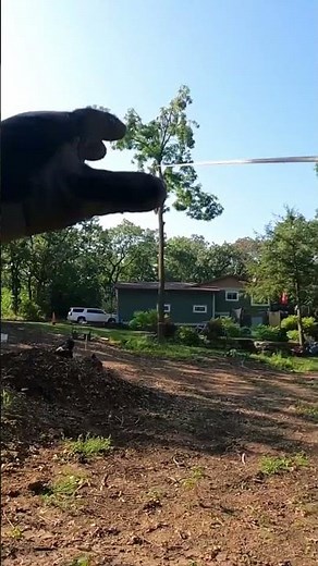 Felling a tree against the lean.