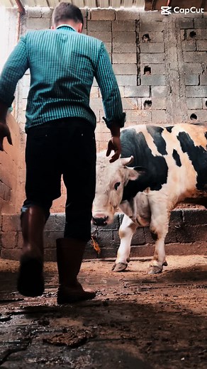 Man and Cow Interaction in a Barn Setting