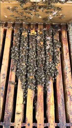 Was machen Bienen im Winter?