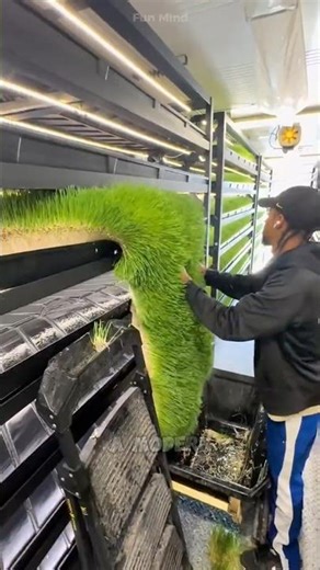 This Is Not Ordinary Grass! Hydroponic Barley Feed Revolution in the United States