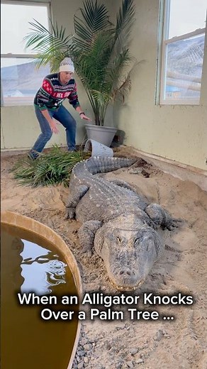 When an Alligator Knocks Over a Palm Tree …#holidaysonshorts #alligator