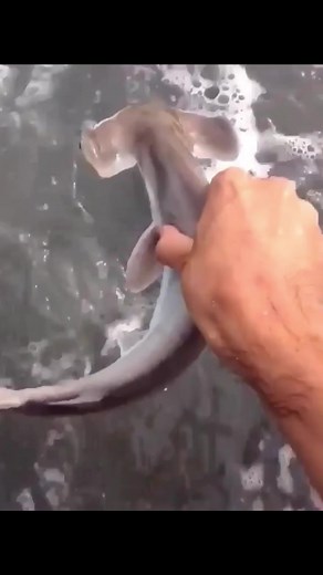 Send the baby hammerhead shark back to the sea🥰🥰#hammerhead#hammerheadshark #babyshark #shark#sharks#sharke#shark?#sea#ocean#fish#marinelife#foryoupage#fyp#foryou