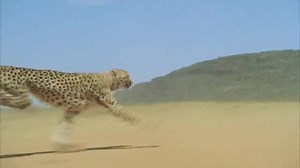 2.9K views · 123 reactions | The cheetah is the fastest land animal...