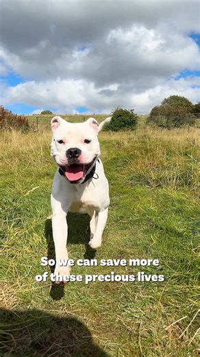 Dogs 4 Rescue | Everywhere, every day there are staffies and bullies who need saving. Sadly they are the most abandoned breeds of them all 💔🐶🐶🐶 Here are... | Instagram