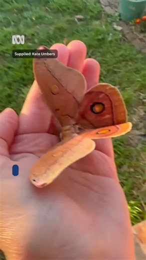 📷✨ Check out the size of this moth (possibly a male Helena Gum Moth) entomologist Kate Umbers found in Springwood in the Blue Mountains this morning. 📲 Choose your news on the ABC NEWS app and stay in the know via the link in our bio. | ABC Sydney