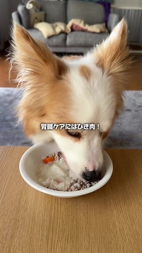 腎臓ケアの手作り犬ごはんレシピ（5kgで約2日分）