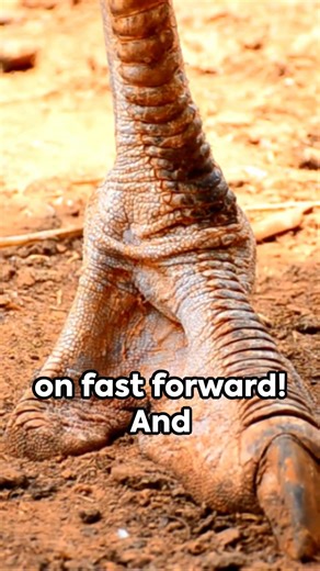 Ostriches The Unseen Marathoners