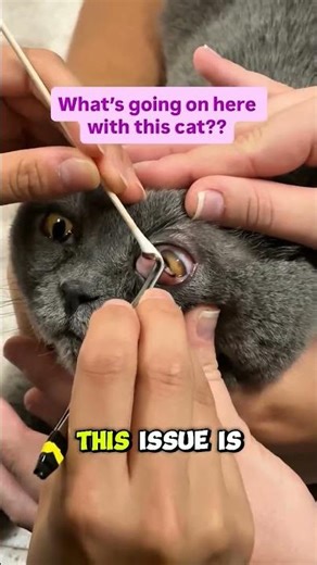 This Happens to Your Cat’s Eye 😳 Most Owners Ignore It!