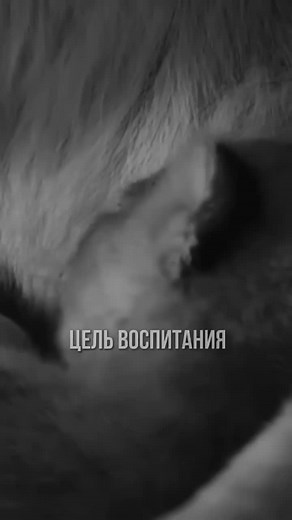 Majestic Lions: A Glimpse into Their Natural Behavior