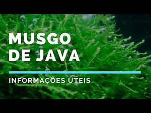 Tudo sobre Musgo de Java