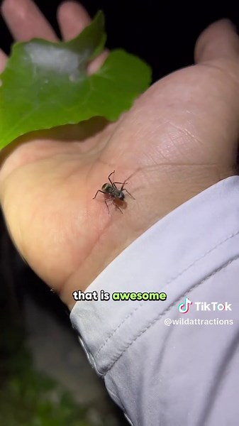 Ant-mimic jumping spider #spiders #ant #mimicry #nature #animalfacts #bug #critter #foryou #fyp #creepycrawly #Conbọ #nhện #แมงมุม #labalaba #スパイダー