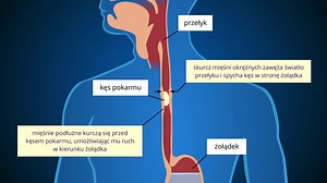 Układ pokarmowy - Świat pod lupą - zpe.gov.pl