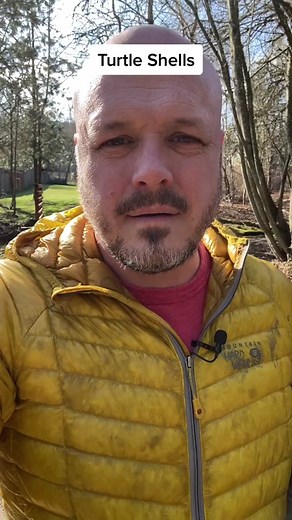 Fascinating Facts About Turtle Shells