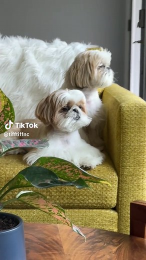 Why Shih Tzus Are So Sleepy