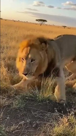 Lion Fails the Hunt and Gets Attacked by Wild Boars!