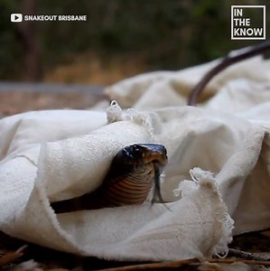 Here’s a sneak peek into the life of Australia’s snake wranglers 🐍 | In The Know Conservation