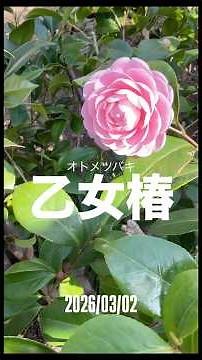 Maiden Camellia March 2, 2026 Camellias are evergreen trees that bloom beautifully from winter to...