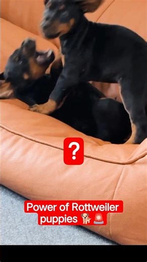 Rottweiler Puppy For Sale - Pure German Bold Line 🐾🔥