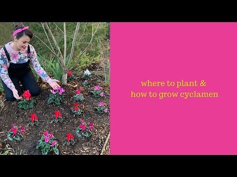 How to grow cyclamen // Winter garden ideas // The Gardenettes