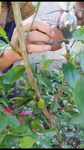 1.5K views · 52 reactions | How to marcot lemonsito(Calamansi)? #diskartengmaypera #farmerlife #marcotting #starseverywhereシ | Reynaldo Bargaso Dumbasi | Facebook