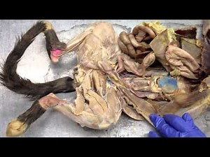 Anatomy - Female Cat Reproductive System