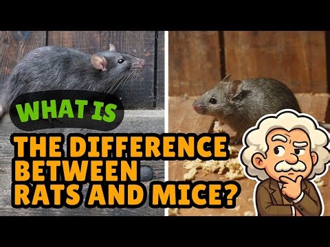 What Is the Difference Between Rats and Mice? Tiny Cousins, Big Differences [ID0706]