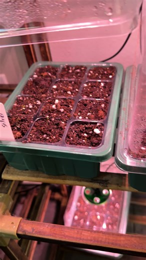 7 days and we have tiny sprouts! #snapdragons