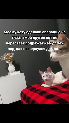 Мемы о котах: Забавные моменты после операции